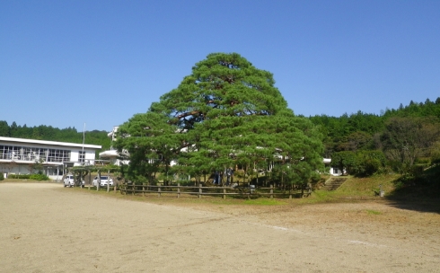 アカマツ