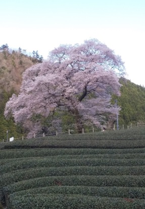 牛代(うしんしろ)のみずめ桜