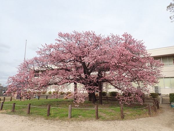 蓬莱桜（ホウライザクラ）