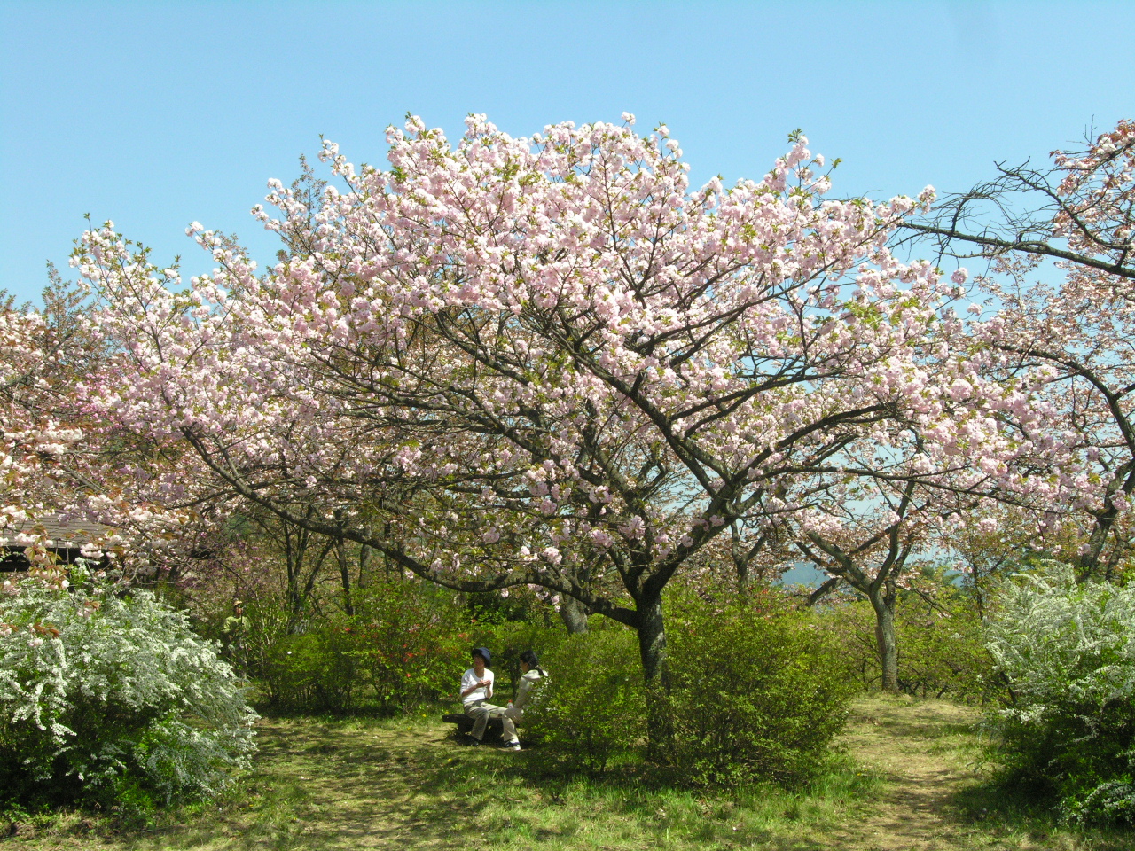大村桜（オオムラサクラ）