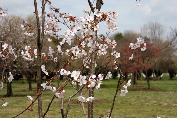稚木桜（ワカキノサクラ）