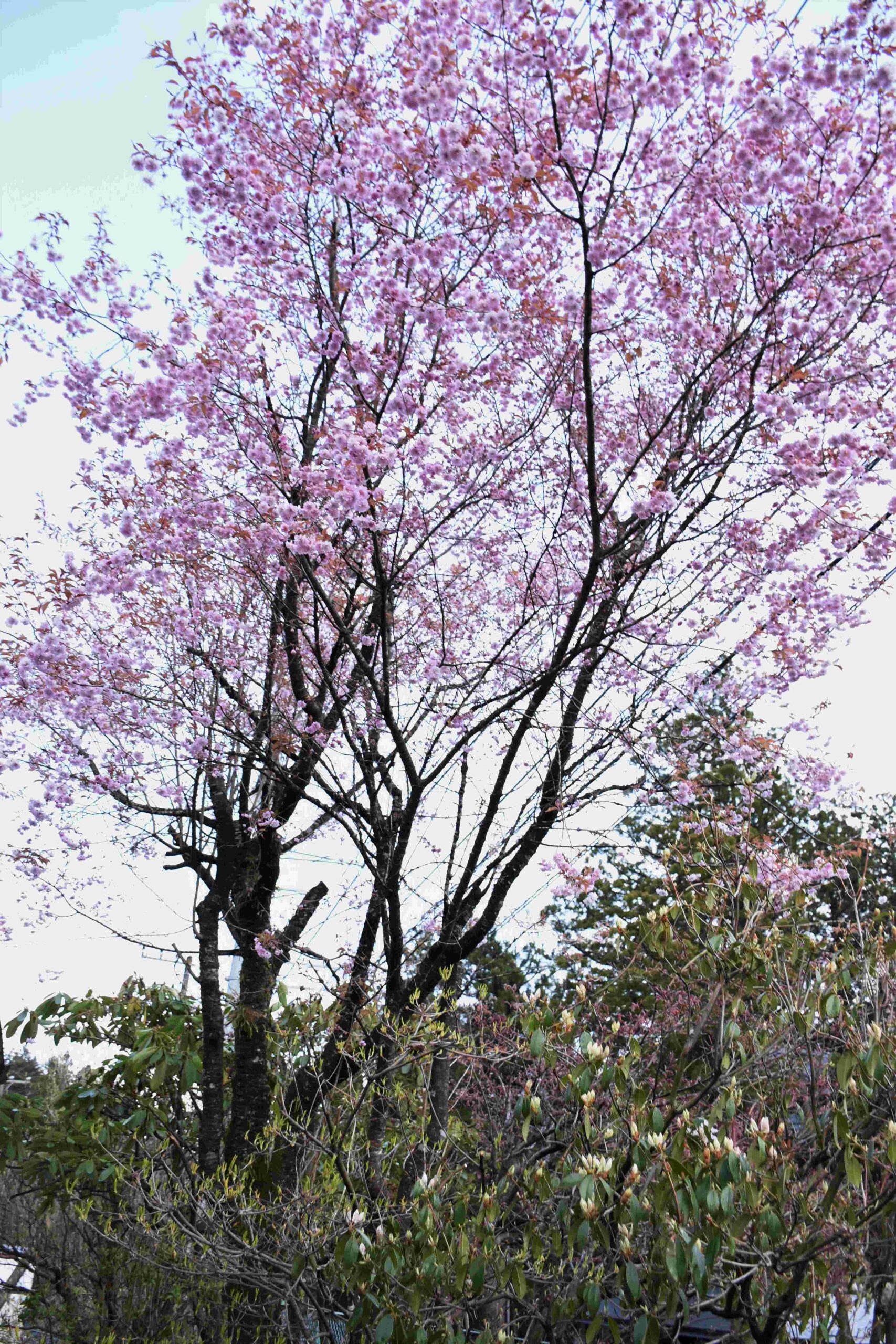 日光紅姫桜（ニッコウベニヒメザクラ）