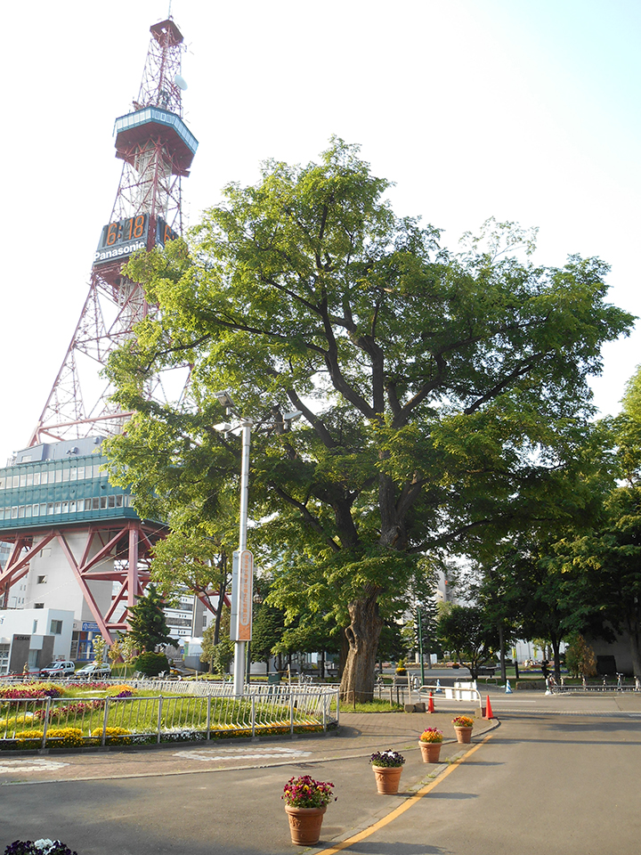 札幌市民会館前のハルニレ