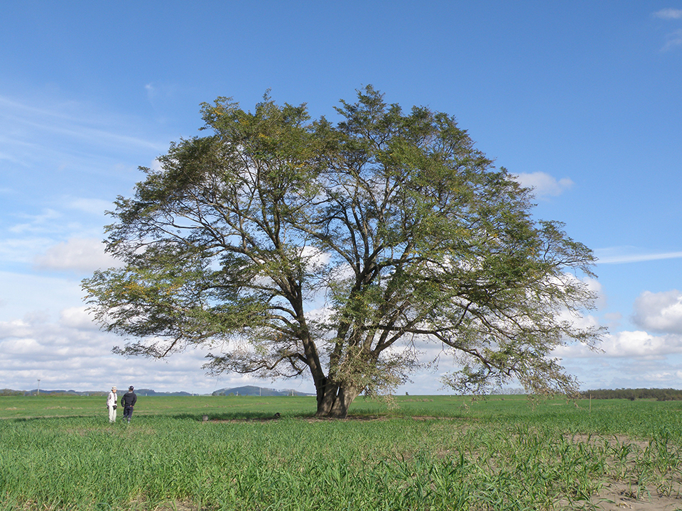 
                    北海道                    豊頃のハルニレの木