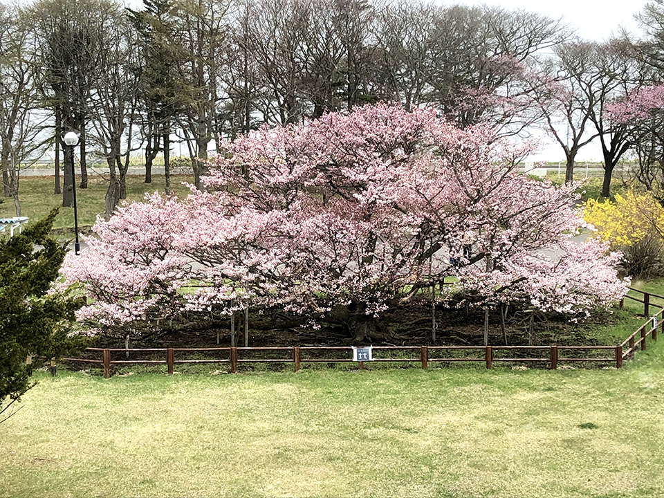 
                    北海道                    野付の千島桜
