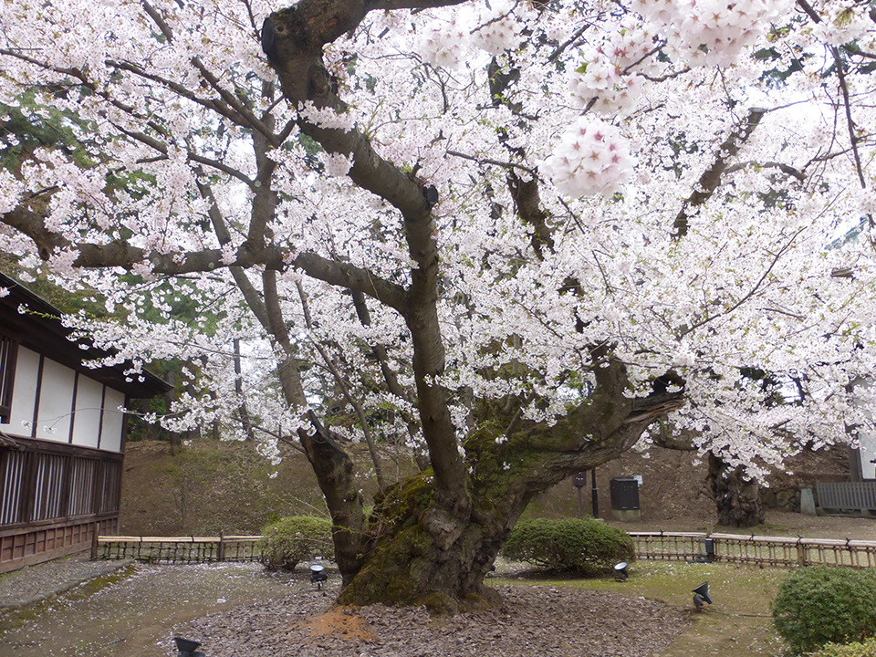 
                    青森県                    弘前公園最長寿のソメイヨシノ