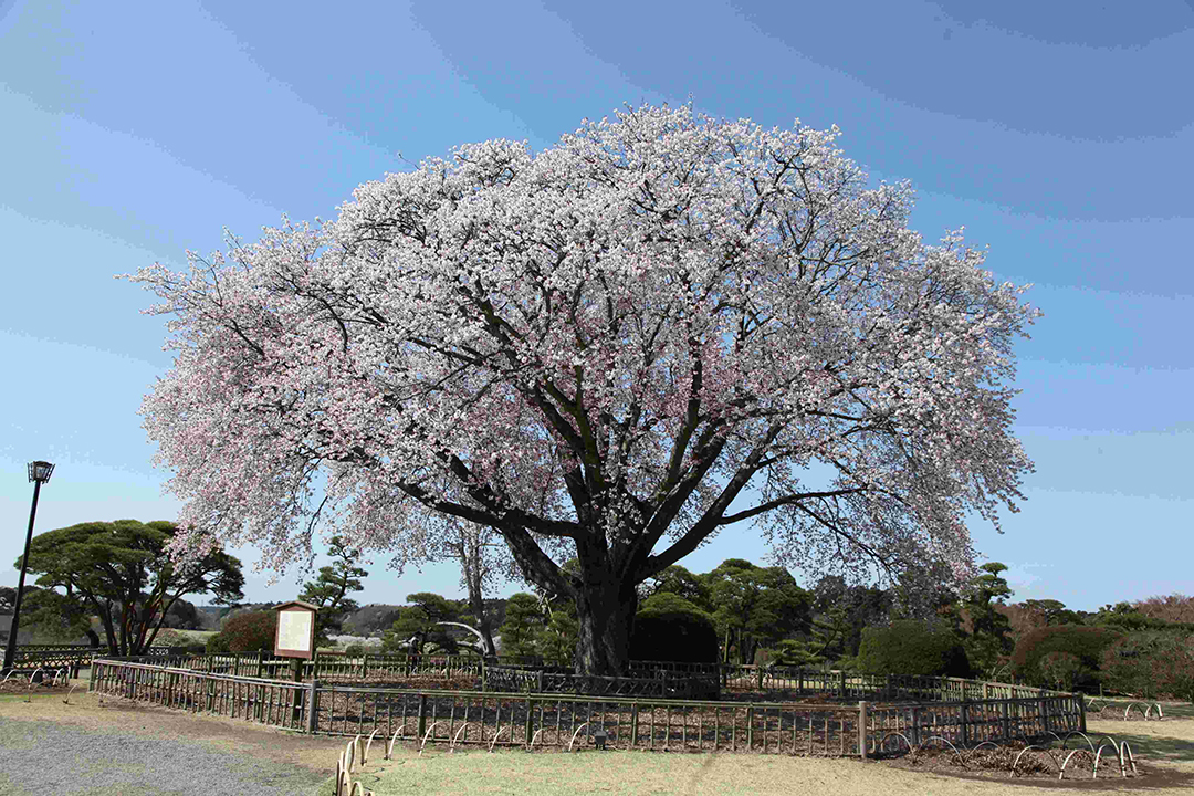 
                    茨城県                    左近の桜