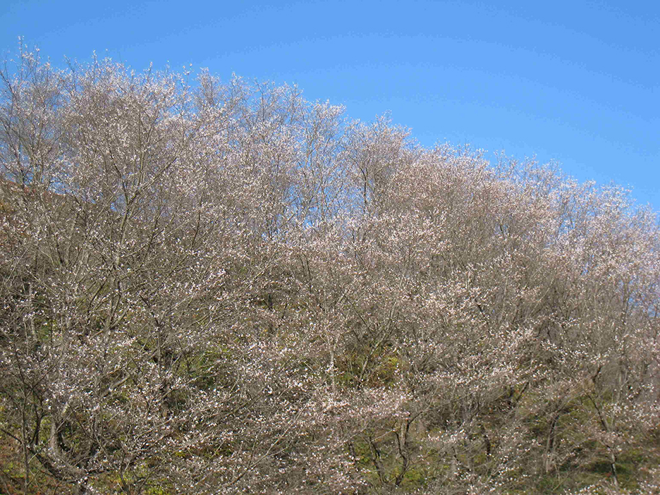 
                    群馬県                    三波川冬桜