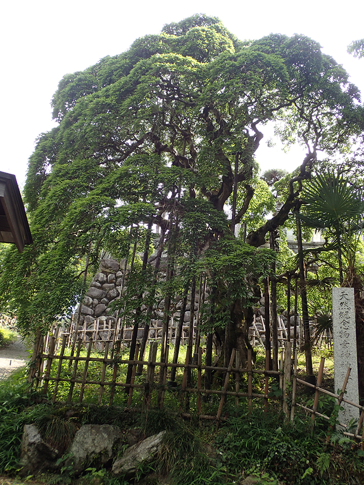 
                    東京都                    幸神(さぢかみ）神社のシダレアカシデ