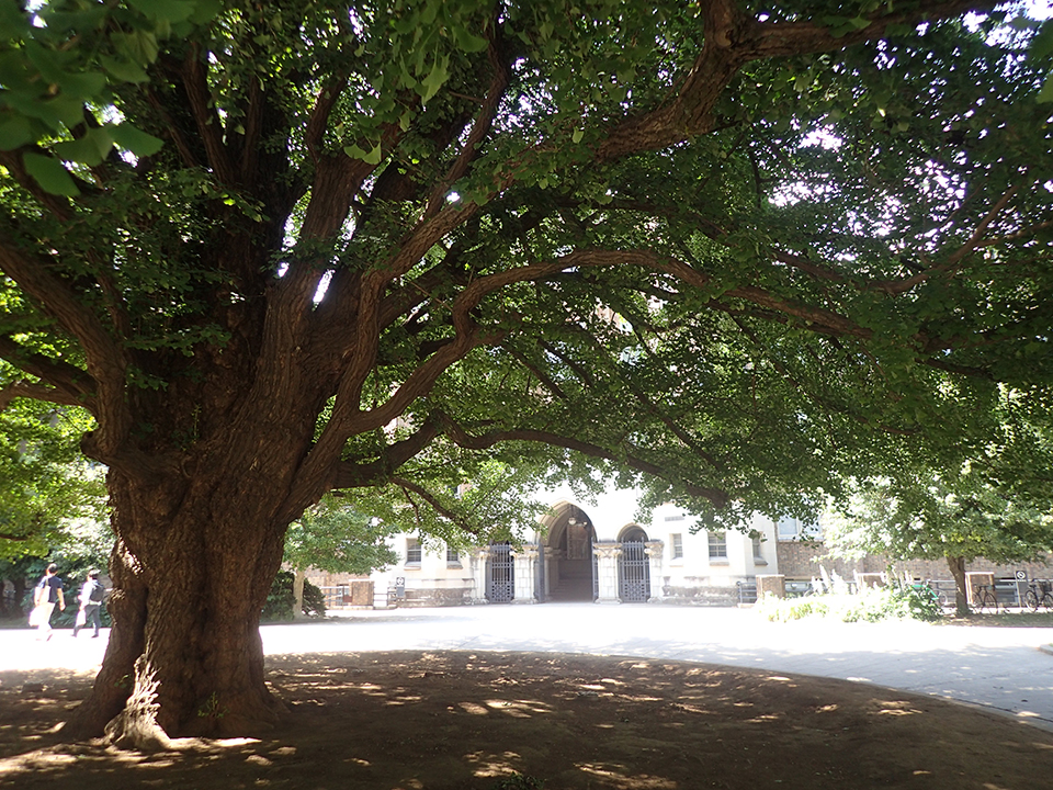 東京大学工学部前広場のシンボル樹