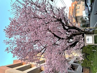 
                    東京都                    ハリウッドの大寒桜
