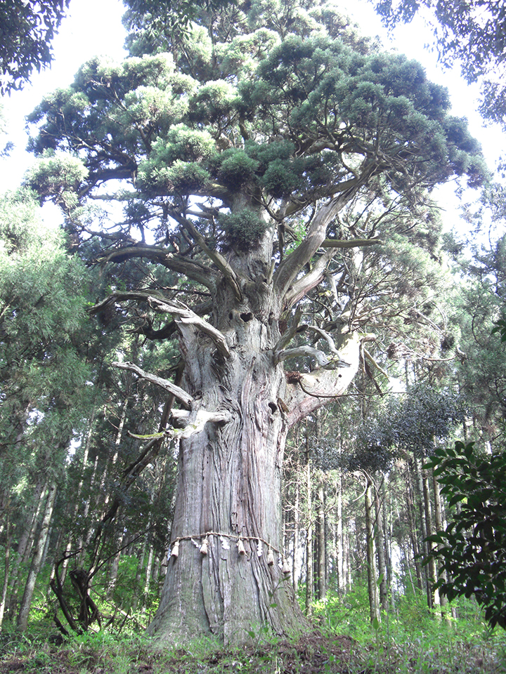 
                    新潟県                    牧の衛守(まきのえもり)杉