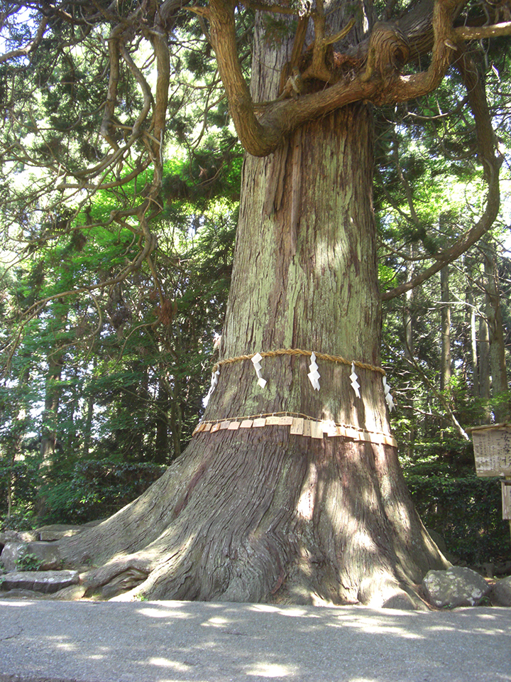 
                    新潟県                    天王さんの胎（はらみ）杉
