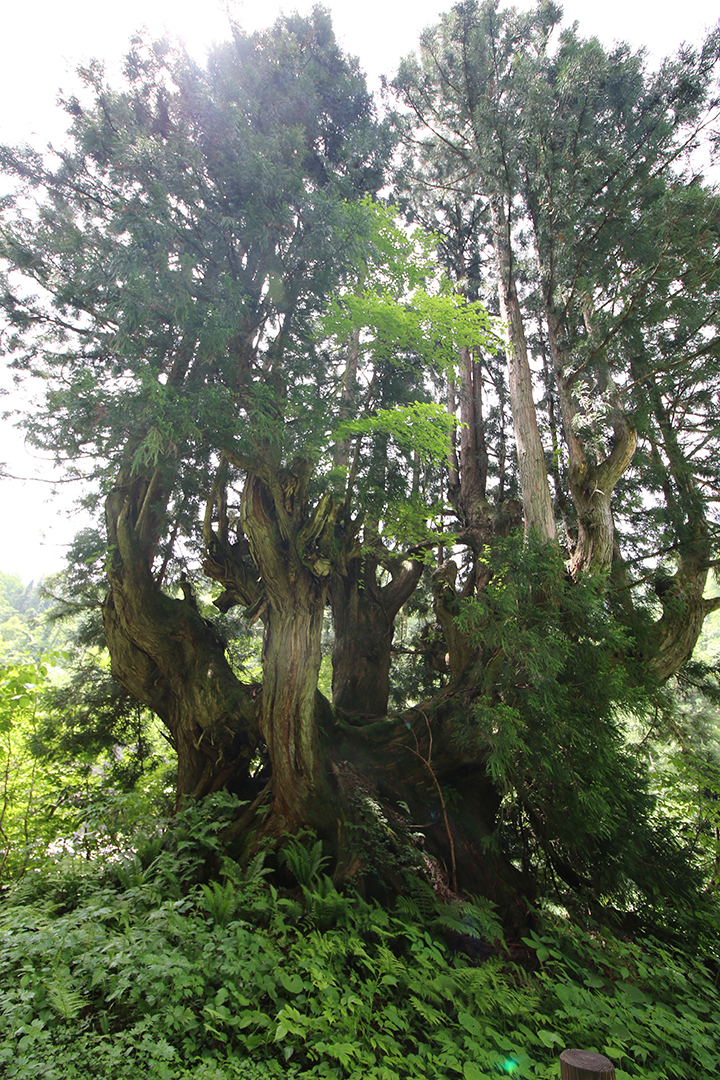 
                    富山県                    洞杉（どうすぎ）