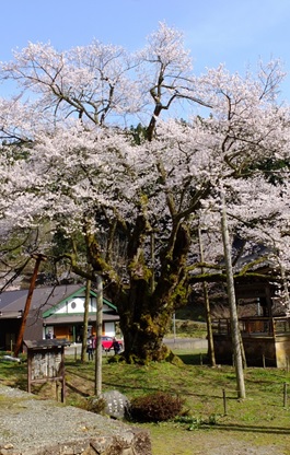 
                    富山県                    明日の大桜