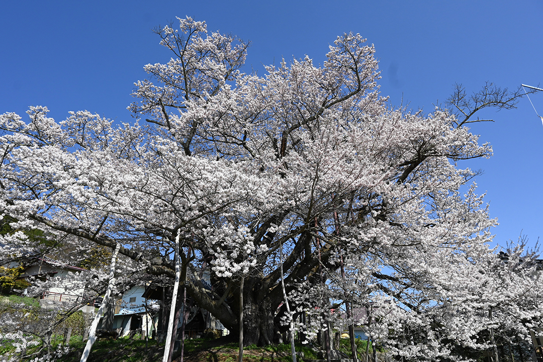 
                    長野県                    素桜神社の神代桜
