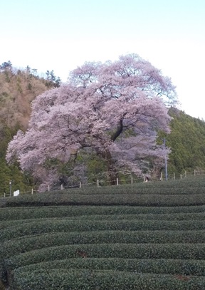 
                    静岡県                    牛代（うしんしろ）のみずめ桜