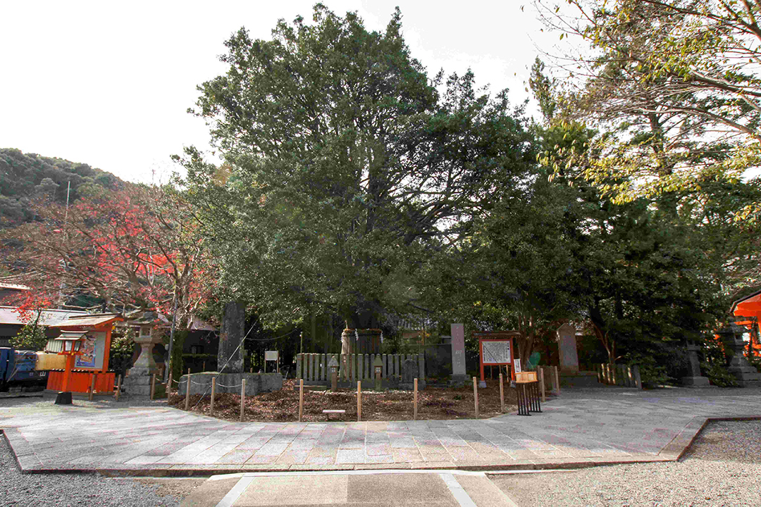 熊野速玉神社の梛木