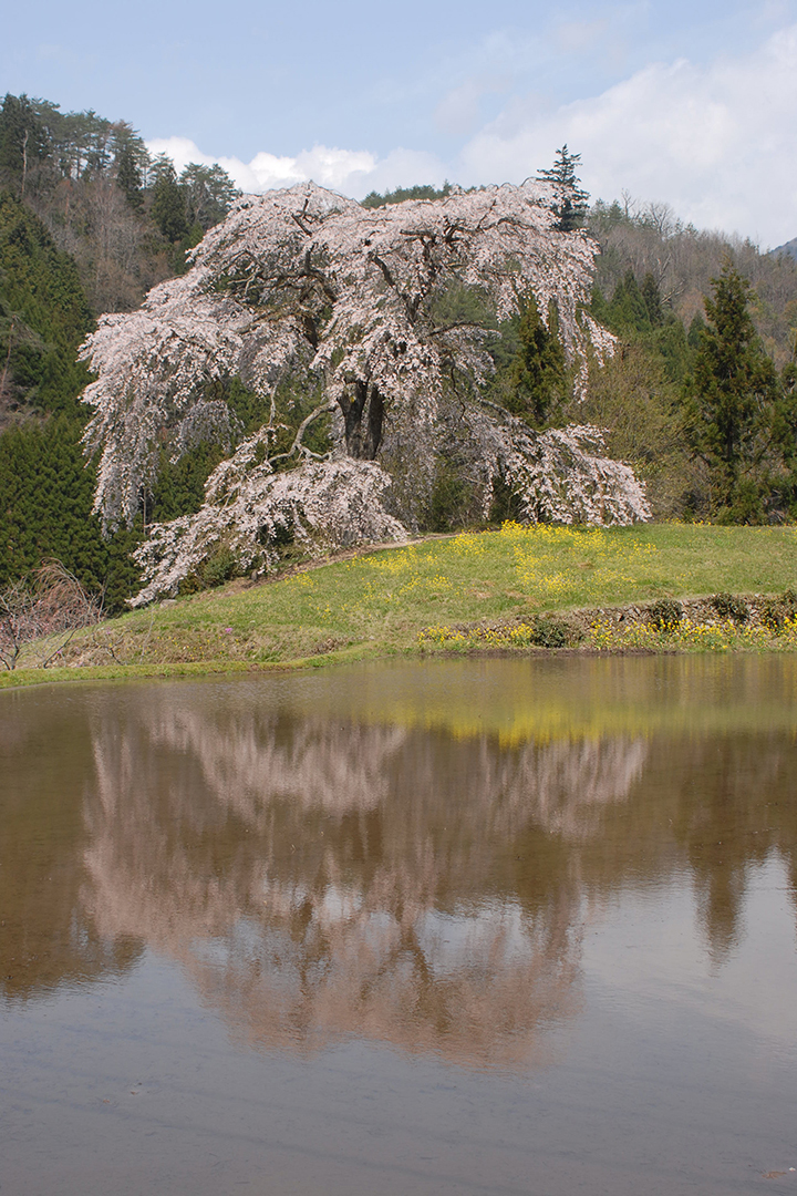 
                    広島県                    与一野(よいちの)の枝垂桜