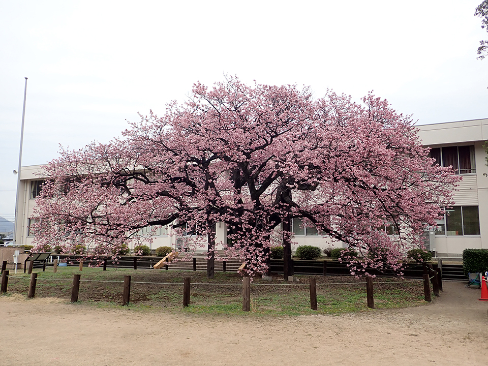 
                    山口県                    蓬莱桜