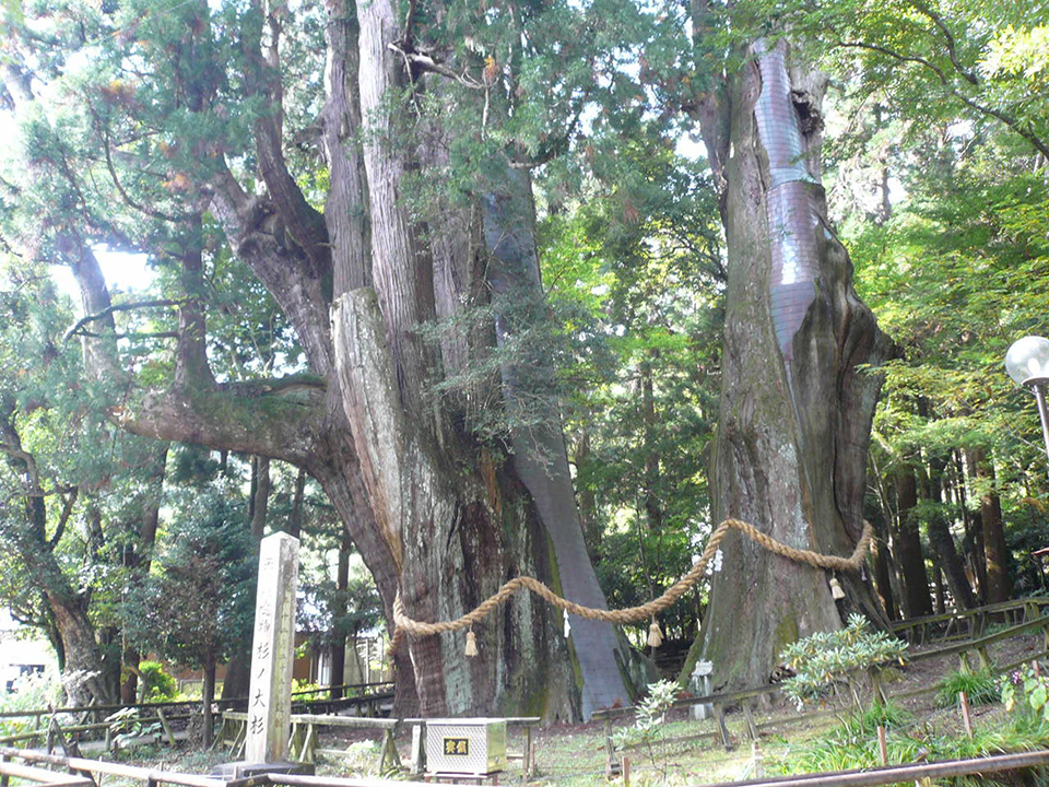 
                    高知県                    杉の大スギ