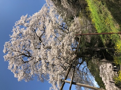 
                    高知県                    ひょうたん桜