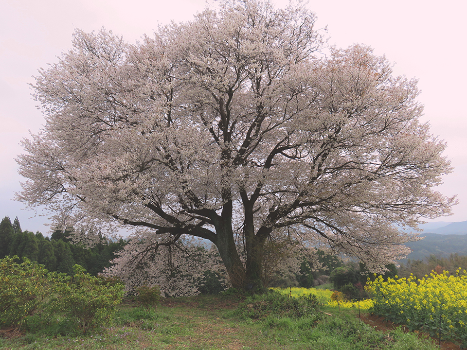 
                    佐賀県                    馬場の山桜