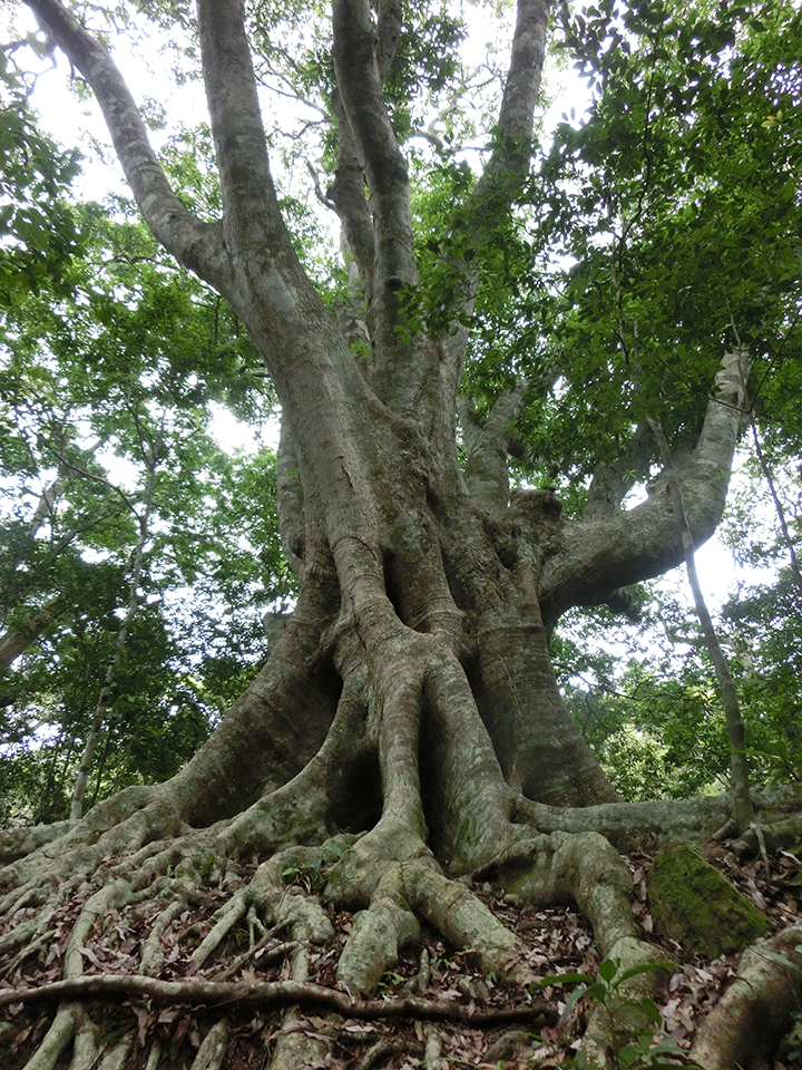 伊部岳の巨木、日本一のオキナワウラジロガシ
